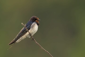 Small, swallow perched on a thin twig with a blurred background