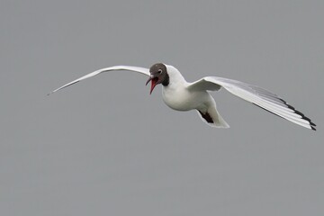 Majestic Black-Headed Gull soaring in the sky with its wings outstretched