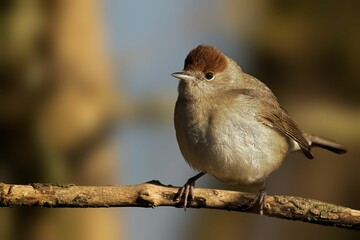Small Blackcap perched atop a wooden branch in a natural setting