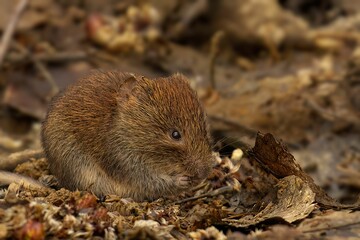Brown Bank Vole on a pile of dry leaves and debris, eating snack - obrazy, fototapety, plakaty