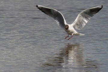 Majestic Black-Headed Gull hovering above the surface of a body of water