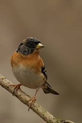 Small Brambling perched atop a lush green branch in a sunlit outdoor setting