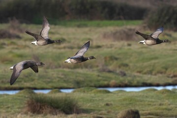 Brent Goose soaring gracefully over lush green vegetation alongside a tranquil riverbank