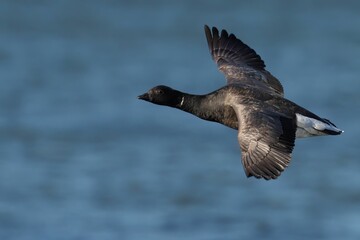 Majestic Brent Goose soaring over the tranquil ocean, its wings spread wid