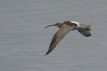 Curlew soaring majestically above a tranquil body of water