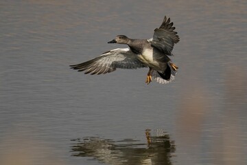 Fototapeta na wymiar Lone Gadwall flying over a tranquil body of water, with its wings spread wide