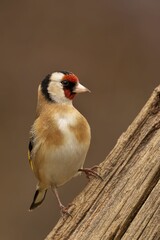 Cheerful, small Goldfinch with distinctive red and yellow beak perched atop a tree branch