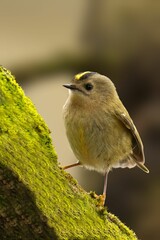Adorable yellow Goldcrest perched atop a moss-covered tree branch in a sunny outdoor environment
