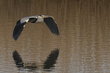 Majestic Grey Heron soaring above a tranquil body of water, wings outstretched as it takes flight