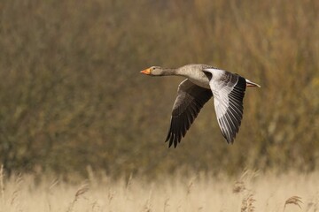 Greylag Goose soaring above a lush green meadow on a sunny day