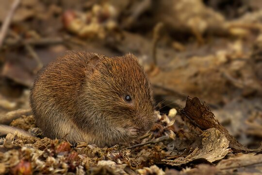 Brown Bank Vole on a pile of dry leaves and debris, eating snack