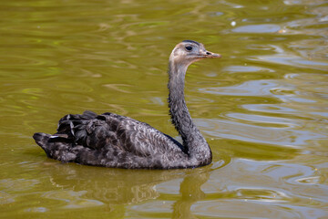 Fusion of black swan images with the head of an ostrich swimming in the lake