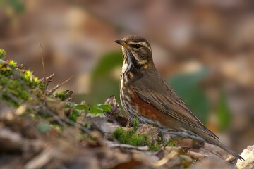 Elegant Redwing standing on a grassy ground, surrounded by lush plants and lush green foliage
