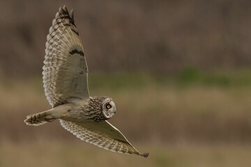a owl is flying with its wings spread out in the air