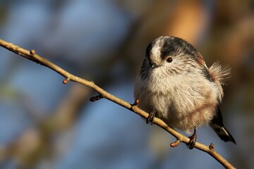 Closeup of a long-tailed tit perched on a tree branch