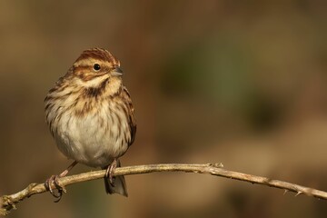 Closeup of a common reed bunting bird perched on a tree branch with a blurry background