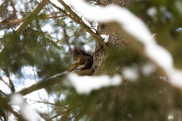 Closeup of a small squirrel perched on a branch of a tree in a residential area