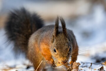 a squirrel is outside eating on something in the snow to eat