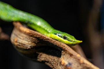 Smooth green snake slithers along the edge of a wooden branch