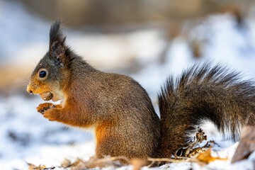 Naklejka na ściany i meble a squirrel standing on top of snow covered ground next to plants