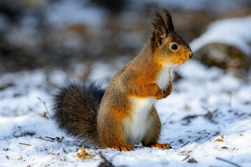 Naklejka na ściany i meble Cheerful squirrel stands atop a snow-covered ground, happily munching on a tasty snack