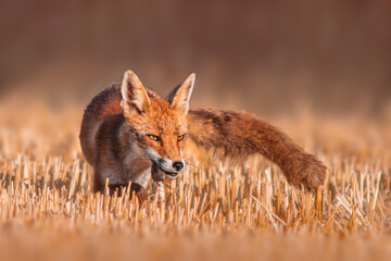 one red fox (Vulpes vulpes) stands on a harvested stubble field with a mouse in its snout and looks...