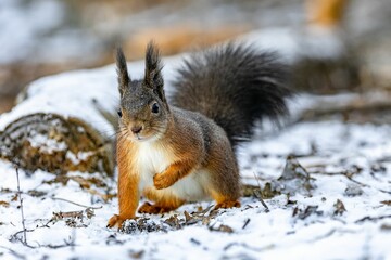 Naklejka na ściany i meble a squirrel with a long tail on the ground in the snow