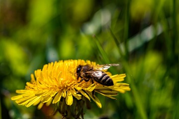 Macro shot of a honeybee perched on a flower with its wings open and ready for flight