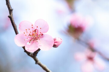 Closeup shot of a twig with a delicate pink flower. Cherry blossom.