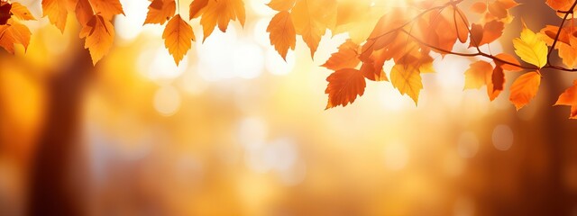 Beautiful orange and golden autumn leaves against a blurry park in sunlight with beautiful bokeh. Natural autumn background. Wide panorama format