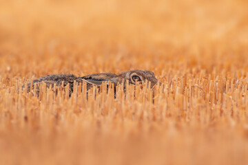 one European hare (Lepus europaeus) hiding on a harvested stubble field
