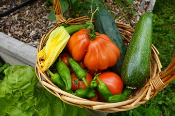 summer harvest. Collect fruits from the backyard garden. Harvest tomato, pepper, zucchini, cucumber
