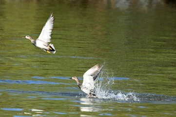 Gadwalls (Mareca strepera) flying up from the water