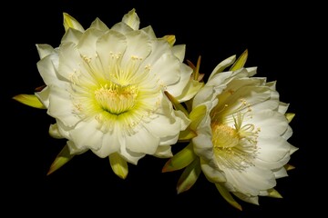 Beautyful Cactus Flower in the night

