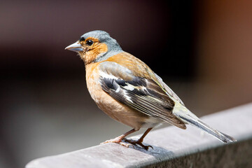 Close up portrait of common Eurasian chaffinch outdoors
