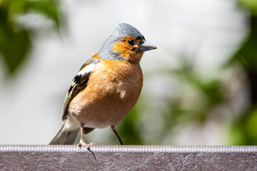 Close up portrait of common Eurasian chaffinch outdoors