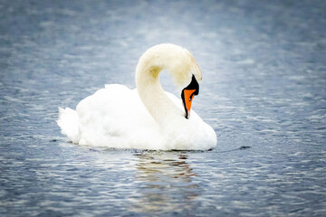 Naklejka na ściany i meble Beautiful swan on the water cleaning feathers