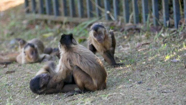 Little capuchin monkeys puppies playing wrestling