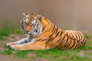 one large striped tiger (Panthera tigris) lies relaxed and enjoys the sun