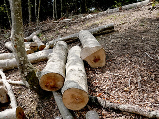 Raw timber in a controlled-cut beech forest - 631229568