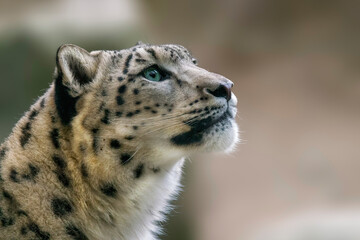 one Portrait of a graceful snow leopard (Panthera uncia)