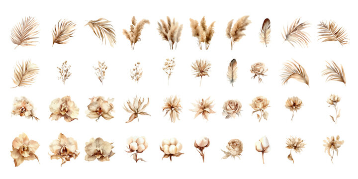 Dried pampas grass, rose, protea, orchid flowers, tropical palm leaves vector bouquets. Pastel watercolor floral template isolated collection for wedding wreath, bouquet frames, design decoration.