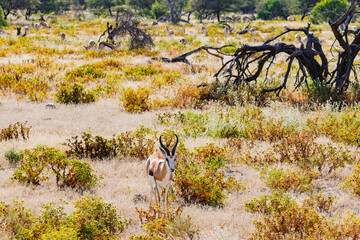 An antelope in the steppe of Etosha National Park in Namibia