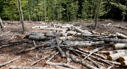 Raw timber in a controlled-cut beech forest - 631230325