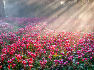 Fototapeta premium Pink tulips field with sunlight flare in morning fog with cold weather in winter in Chiangrai, Thailand