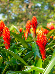 Guzmania, droophead tufted airplant, colorful red-orange pineapple flower, grow on plant in Chiangrai, Thailand