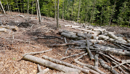 Raw timber in a controlled-cut beech forest - 631231584
