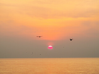 Sun is rising over horizon line with sea view and colorful sky, seagull fly for foreground