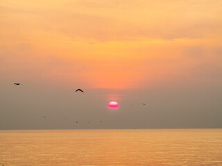 Sun is rising over horizon line with sea view and colorful sky, seagull fly for foreground