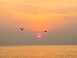 Sun is rising over horizon line with sea view and colorful sky, seagull fly for foreground